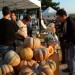 Les belles citrouilles